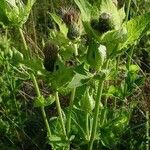 Cirsium oleraceum Habitus