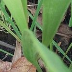 Sarracenia flava Blad