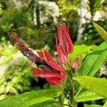 Pavonia multiflora Cvet