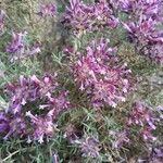 Thymus longiflorus Flower