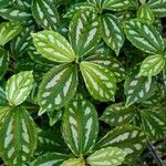 Pilea cadierei Leaf