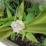 Curcuma longa برگ