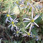 Galatella sedifolia Flower