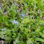 Myosotis arvensis Fleur