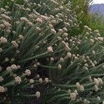 Ozothamnus leptophyllus Hoja