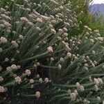 Ozothamnus leptophyllus Leaf