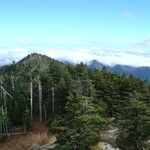Abies fraseri Traoù all