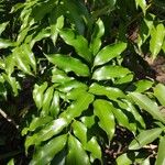 Castanospermum australe Blatt