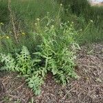 Sisymbrium irio Habit