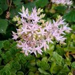 Sedum glaucophyllum Blüte