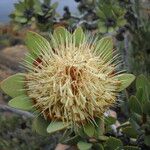 Protea nitida Blüte