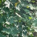 Acer saccharum Лист