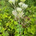 Arnoglossum atriplicifolium ফুল