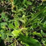 Crepis aurea Blatt