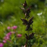 Pedicularis roylei Хабит