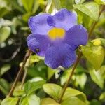 Thunbergia erecta Blomst