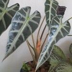 Alocasia sanderianaBlad