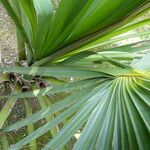 Sabal palmetto Φύλλο