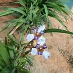 Neomarica gracilis 花