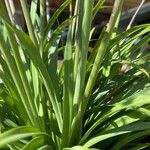 Agapanthus africanus Leaf