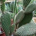 Opuntia microdasys Συνήθη χαρακτηριστικά