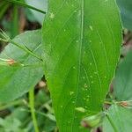 Ruellia brevifolia পাতা