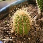 Echinopsis spachianaDeilen