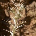 Eryngium ternatum Fruto