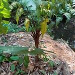 Cyathea cyatheoides Hábito