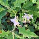 Solanum dimidiatum برگ