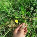 Launaea nudicaulisFlower