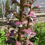 Acanthus spinosus花