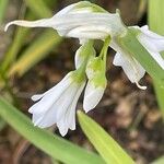 Allium triquetrum Virág