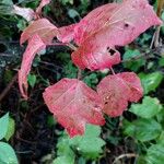 Viburnum acerifolium Blatt