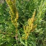 Rumex crispus花