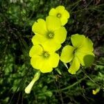 Oxalis pes-caprae Цветок
