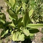 Veratrum californicum Foglia