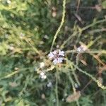 Verbena officinalisFlower