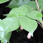 Rourea coccinea Leaf