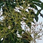 Fraxinus griffithii Flower