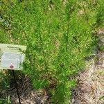 Artemisia annua Habitus