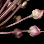 Allium atroviolaceum x Allium polyanthum