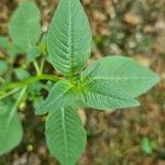 Ludwigia erecta Leaf