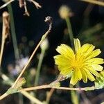 Lactuca serriola Flor