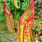 Nepenthes mirabilis Floro