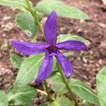 Vinca herbacea Flor