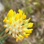 Anthyllis vulneraria Blüte