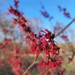 Hamamelis intermedia ফুল