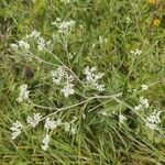 Eupatorium serotinumÕis