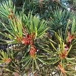 Pinus edulis Feuille